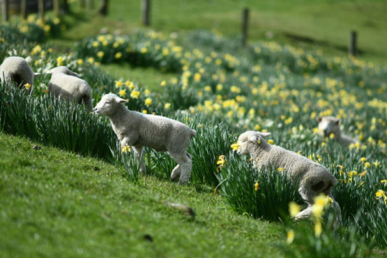 Daffodils and sheep